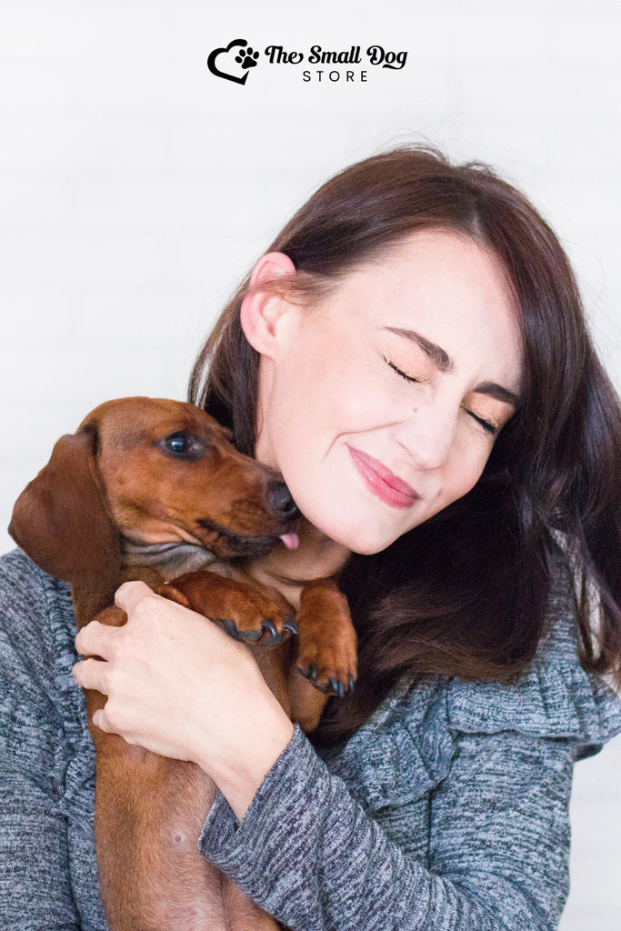 Why Do Dachshunds Lick So Much? Complete Guide (2025)